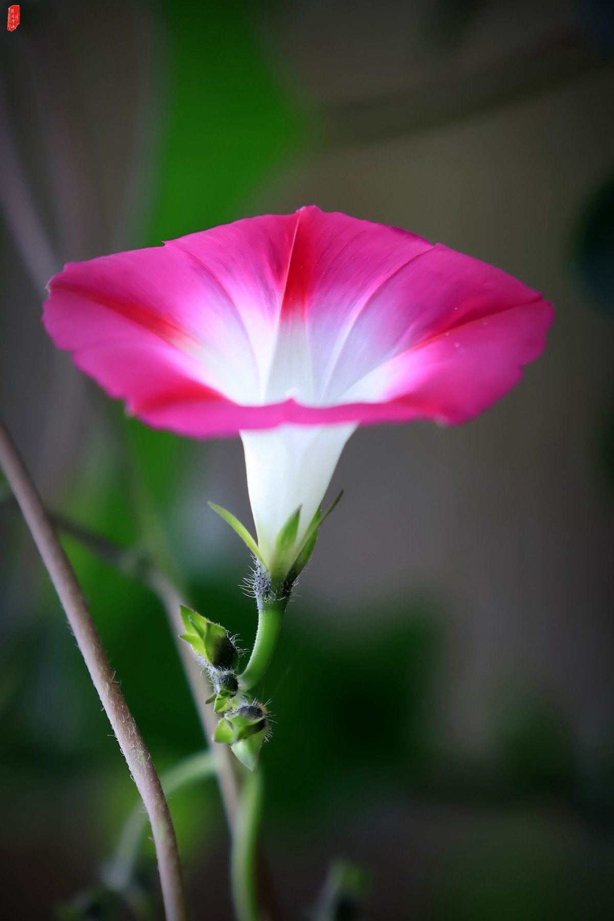 牽牛花小記