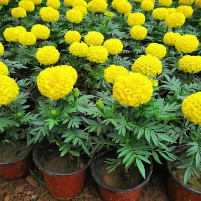 山東萬壽菊種植基地 優質杯苗批發與盆苗供貨一站式服務